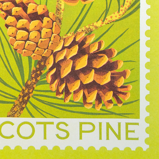 Printer Johnson, Vicki Johnson | Scots Pine, Risograph Print, A5